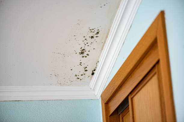 Best Residential Mold Remediation in Emporia, VA