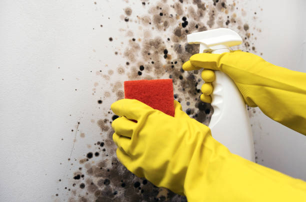 Best Kitchen Mold Remediation in Emporia, VA